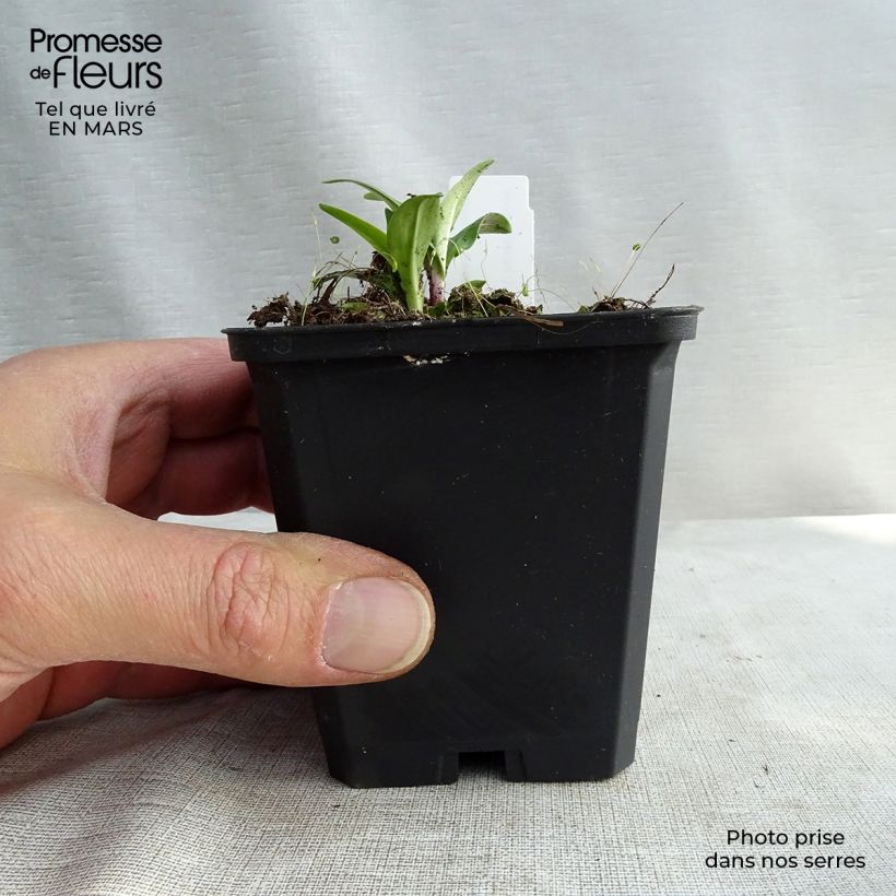 Exemplaar van Gentiana lutea - Gele gentiaan Kweekpotje van 8/9 cm zoals geleverd in de lente