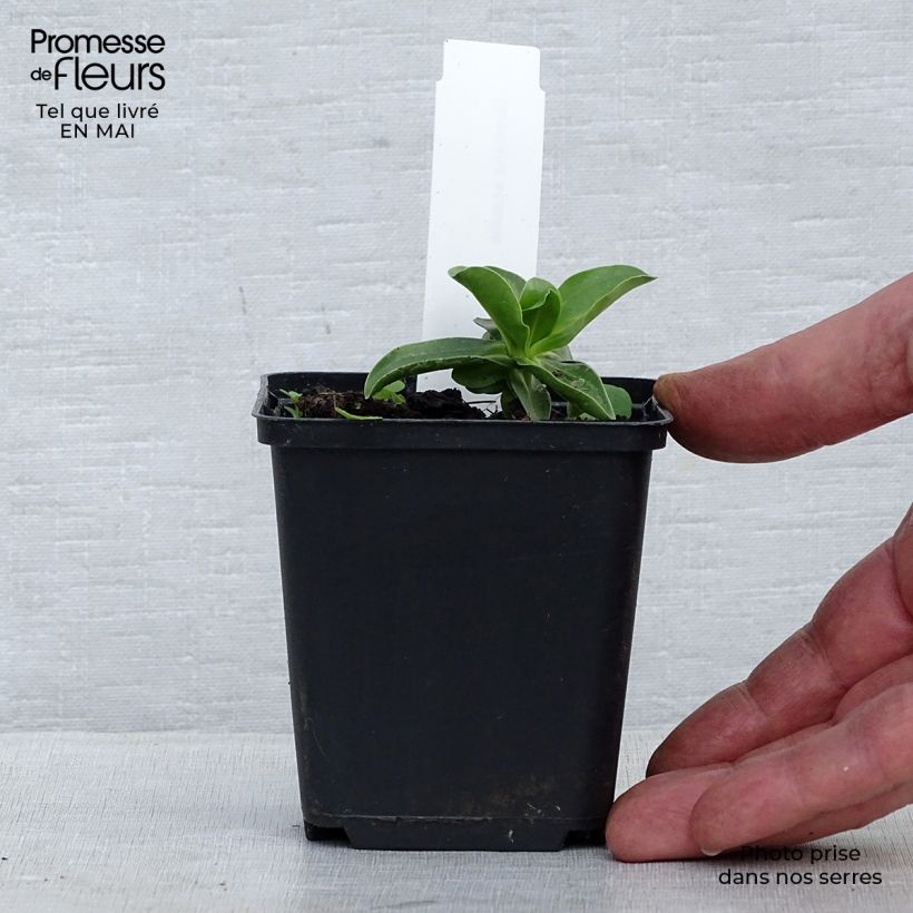 Exemplaar van Gentiana acaulis - Stengelloze gentiaan Kweekpotje van 8/9 cm zoals geleverd in de lente