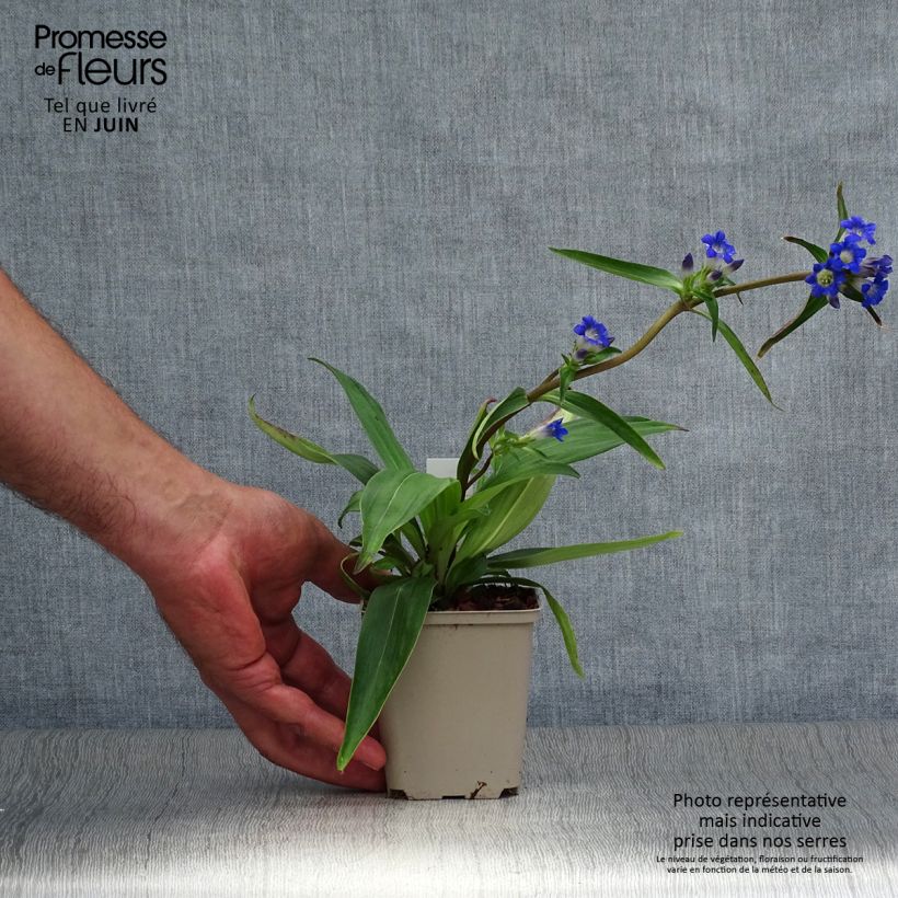 Exemplaar van Gentiana acaulis - Stengelloze gentiaan Kweekpotje van 8/9 cm zoals geleverd in de zomer