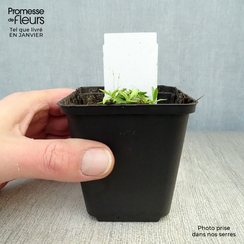 Example of Gentiana acaulis - Stengelloze gentiaan Kweekpotje van 8/9 cm as you get in hiver