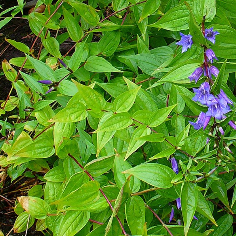 Gentiana asclepiadea - Zijdeplantgentiaan (Foliage)