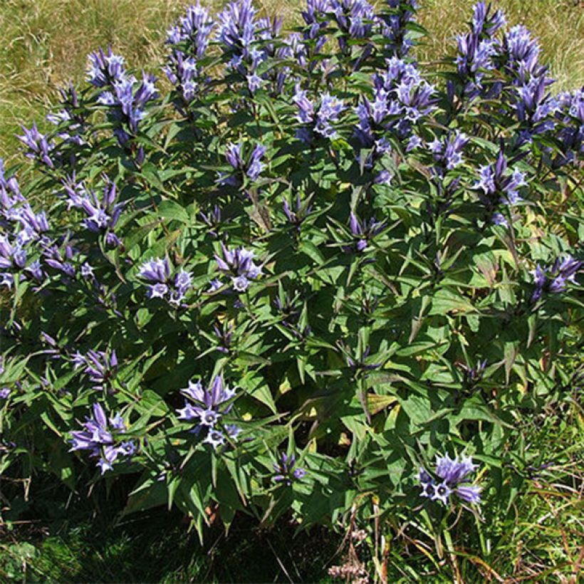 Gentiana asclepiadea - Zijdeplantgentiaan (Plant habit)