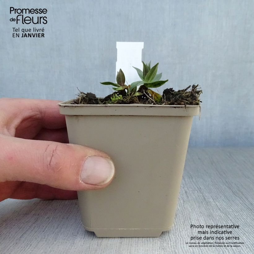 Example of Gentiana asclepiadea - Zijdeplantgentiaan Kweekpotje van 8/9 cm as you get in hiver