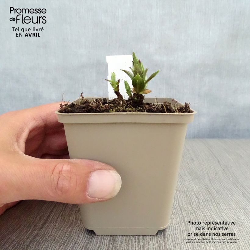 Exemplaar van Gentiana asclepiadea - Zijdeplantgentiaan Kweekpotje van 8/9 cm zoals geleverd in de lente