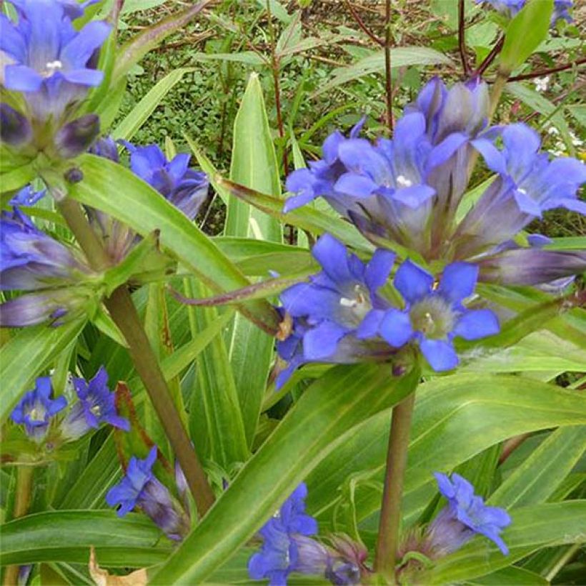 Gentiana dahurica - Siberische gentiaan (Flowering)