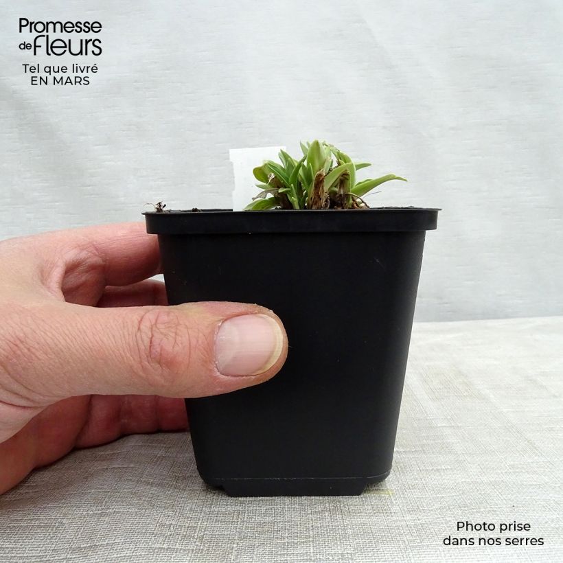 Exemplaar van Gentiana dahurica - Siberische gentiaan Kweekpotje van 8/9 cm zoals geleverd in de lente