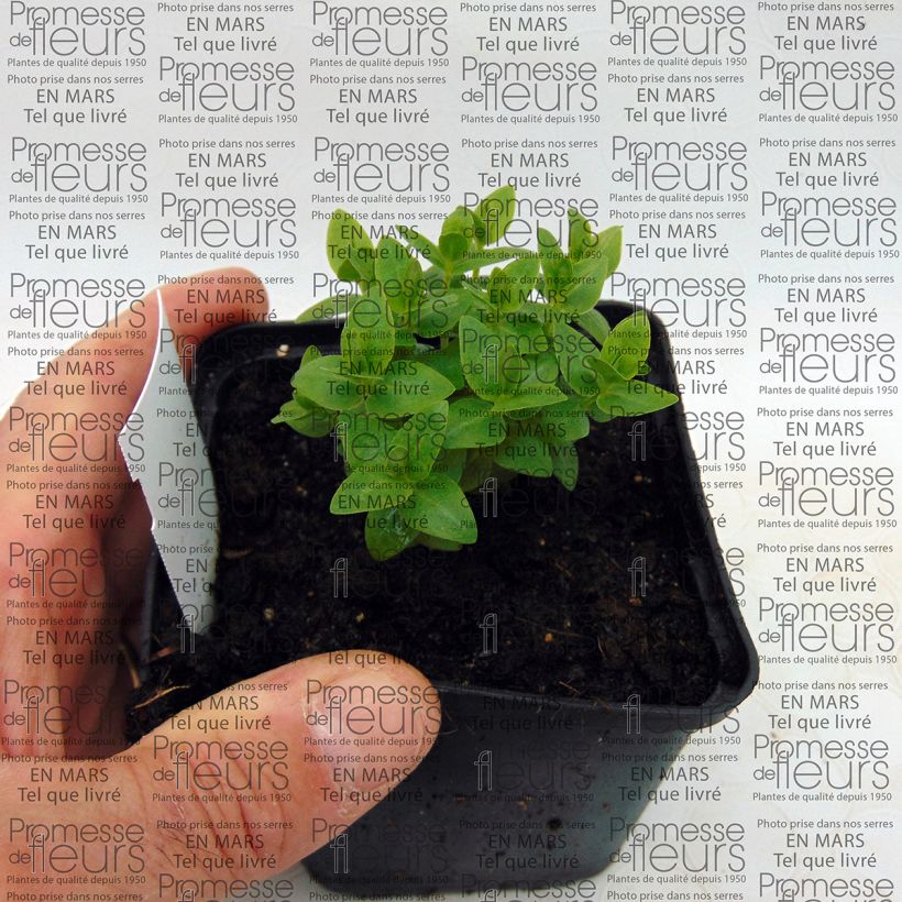 Voorbeeld van een exemplaar van Gentiaan Royal Stripes - Gentiana scabra Kweekpotje van 8/9 cm zoals geleverd