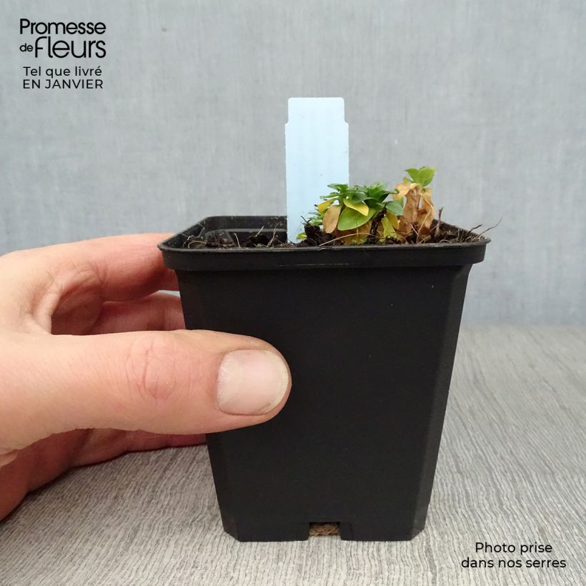 Example of Gentiane septemfida var. lagodechiana Kweekpotje van 8/9 cm as you get in hiver