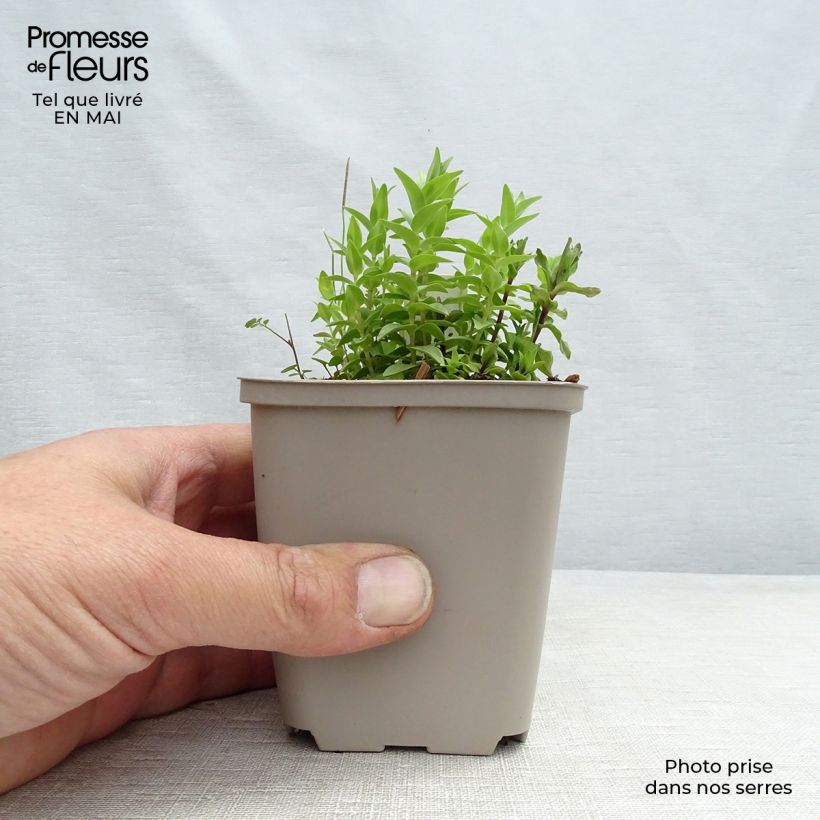 Exemplaar van Gentiana septemfida var. lagodechiana - Gentiaan Kweekpotje van 8/9 cm zoals geleverd in de lente