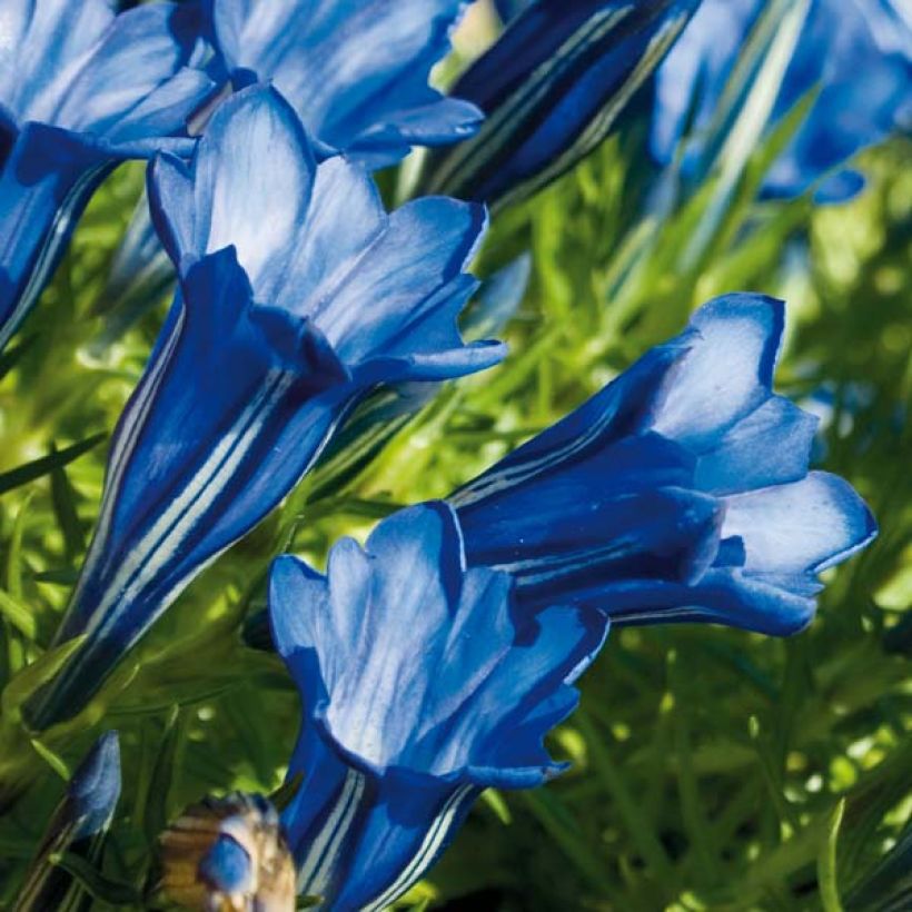 Gentiana sino-ornata - Gentiaan (Bloei)