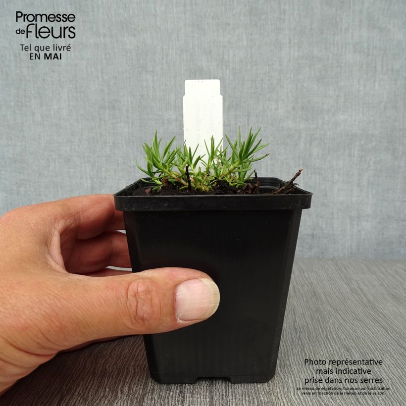 Exemplaar van Gentiana sino-ornata - Gentiaan Kweekpotje van 8/9 cm zoals geleverd in de lente