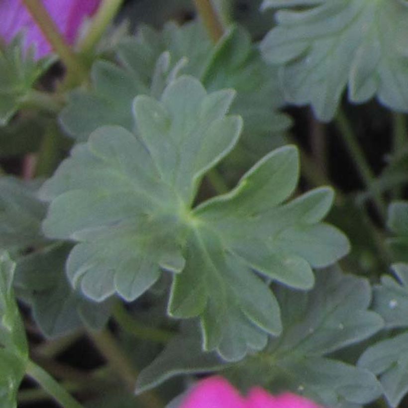 Geranium cinereum Carol - Ooievaarsbek (Foliage)