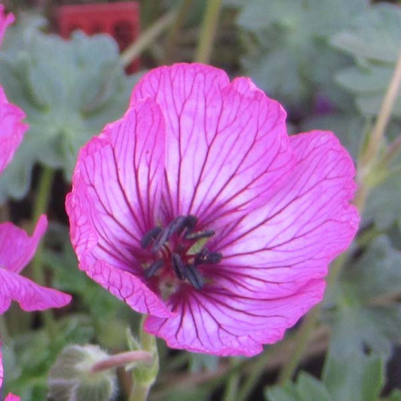 Geranium cinereum Carol - Ooievaarsbek (Flowering)