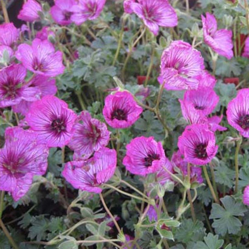 Geranium cinereum Carol - Ooievaarsbek (Plant habit)