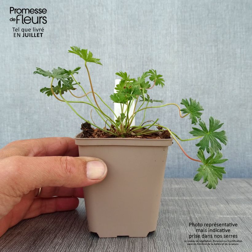 Exemplaar van Geranium cinereum Carol - Ooievaarsbek Kweekpotje van 8/9 cm zoals geleverd in de zomer
