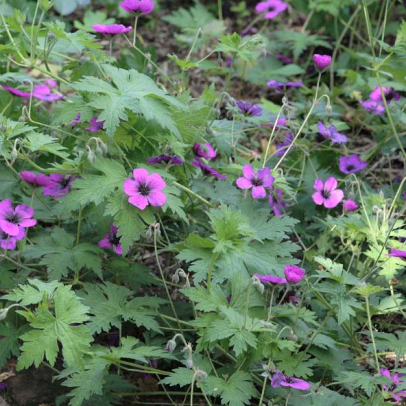 Geranium Dragon Heart - Ooievaarsbek (Plant habit)