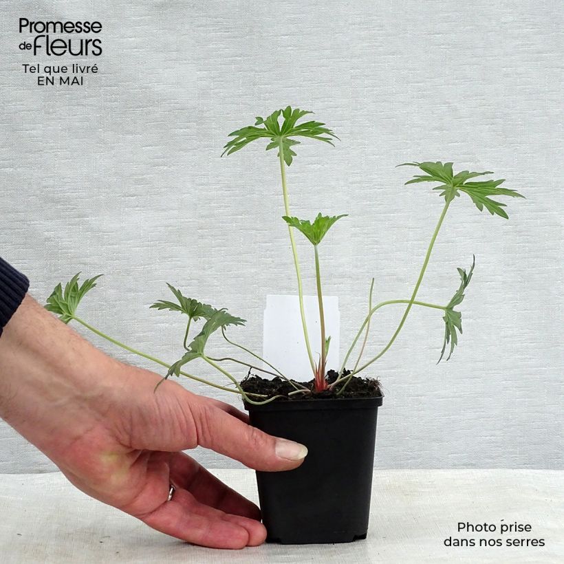 Exemplaar van Geranium Eureka Blue - Ooievaarsbek Kweekpotje van 8/9 cm zoals geleverd in de lente