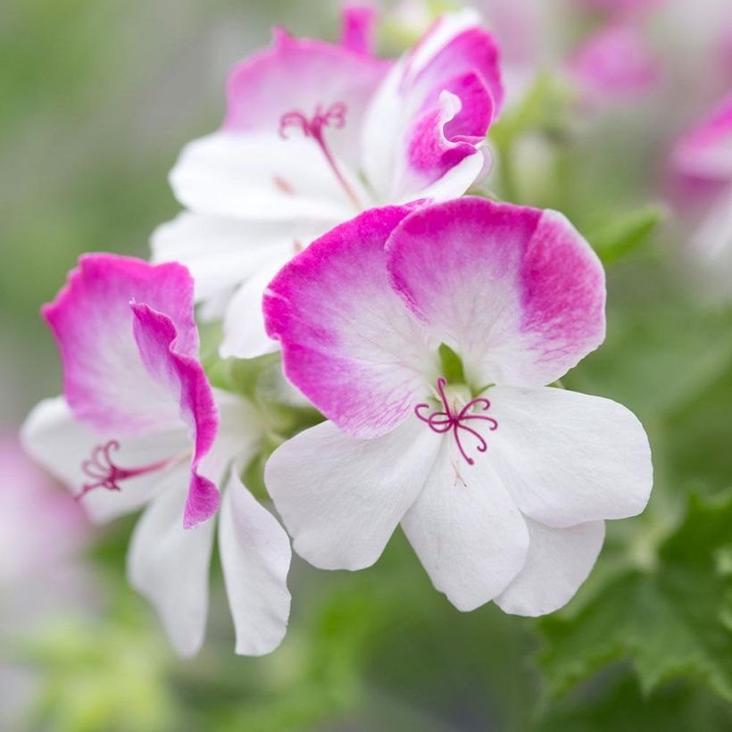 Pelargonium Mosquitaway Louise - Citroengeranium (Flowering)