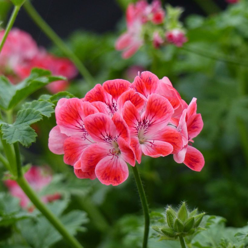 Pelargonium Paton's Unique - Geurgeranium (Flowering)