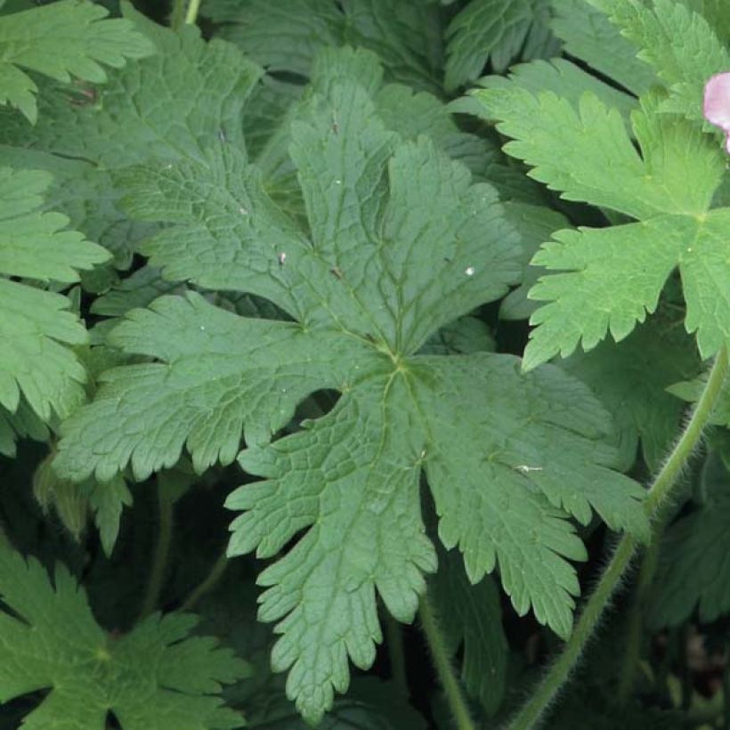 Geranium Sirak - Ooievaarsbek (Foliage)