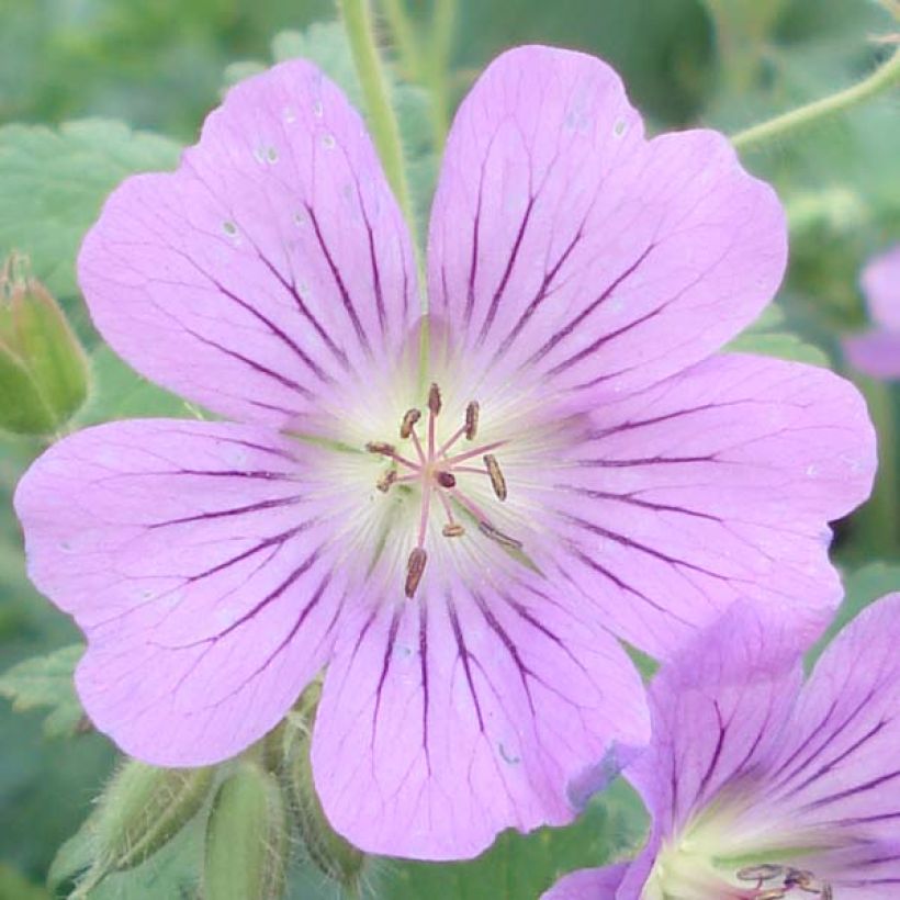 Geranium Sirak - Ooievaarsbek (Flowering)