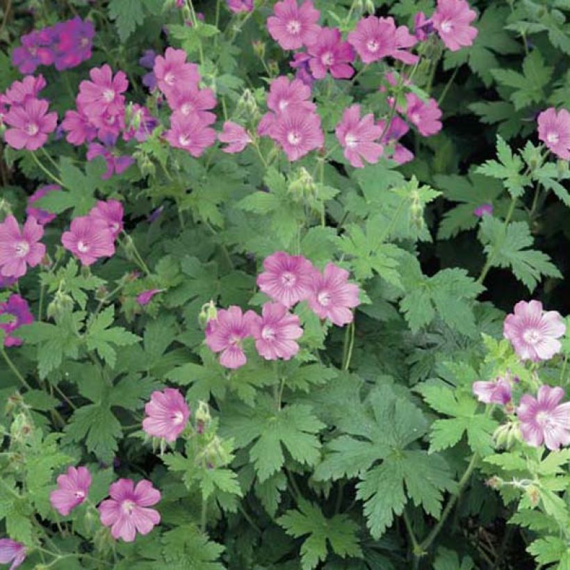 Geranium Sirak - Ooievaarsbek (Plant habit)