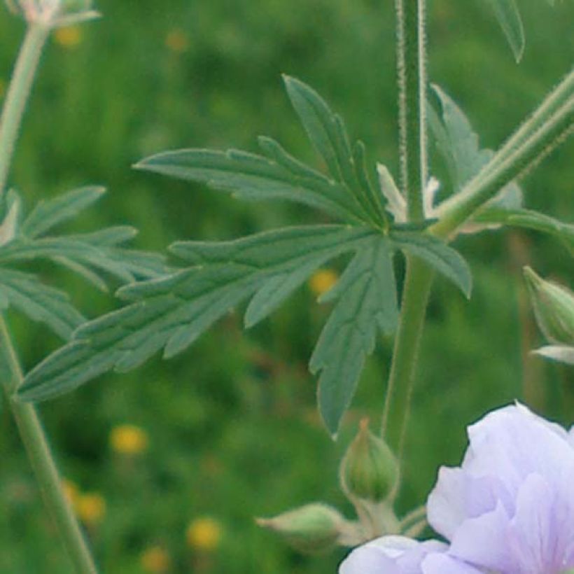 Geranium pratense Summer Skies - Beemdooievaarsbek (Foliage)