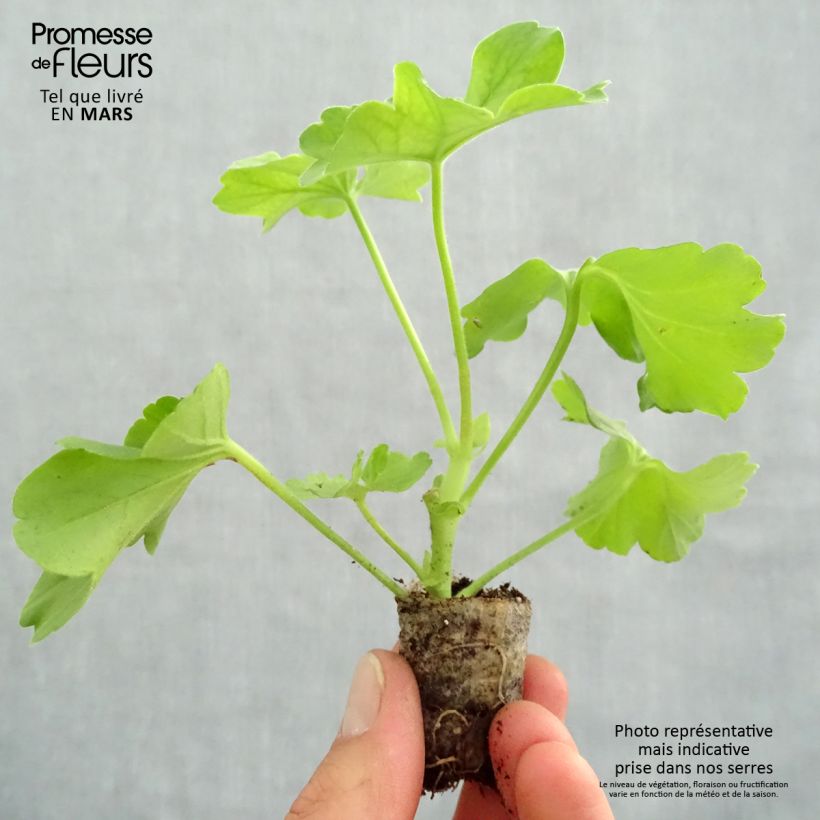 Example of Géranium TwoinOne Hot Pink Splash Mini-mot Ø 3/4 cm as you get in printemps