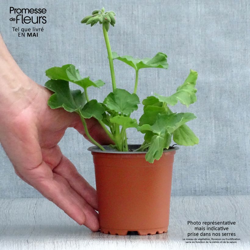 Example of Géranium TwoinOne Hot Pink Splash Kweekpotje van 8/9 cm as you get in printemps