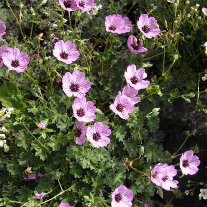 Geranium cinereum Ballerina - Ooievaarsbek (Flowering)