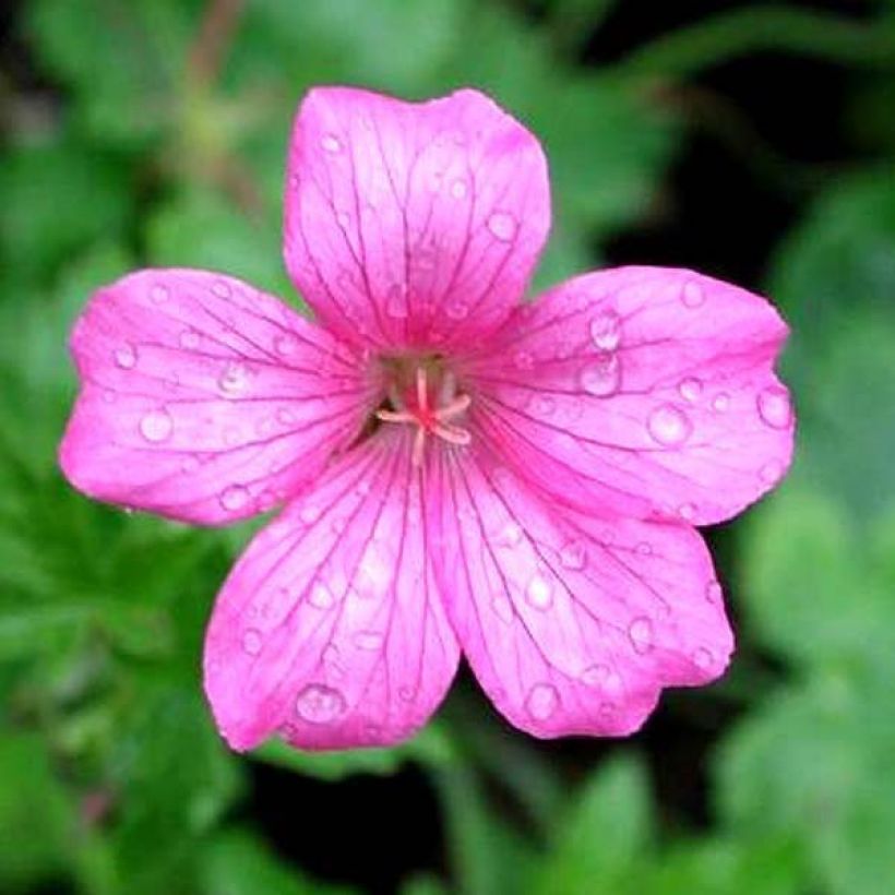 Geranium endressii Wargrave Pink - Ooievaarsbek (Flowering)