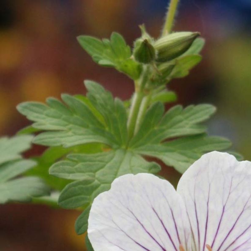Geranium himalayense Derrick Cook - Ooievaarsbek (Foliage)