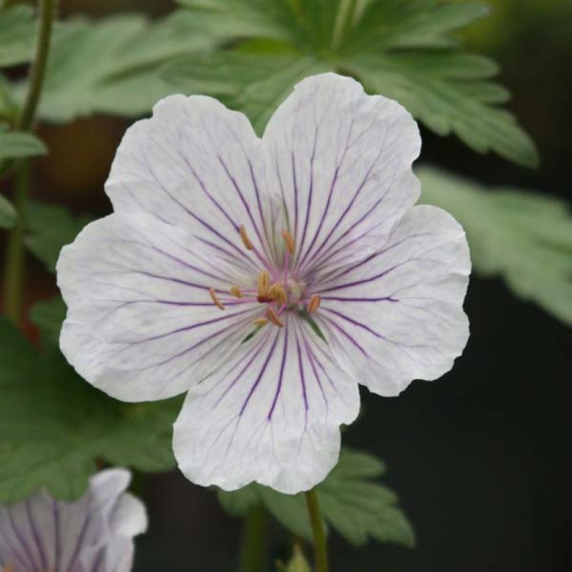 Geranium himalayense Derrick Cook - Ooievaarsbek (Flowering)