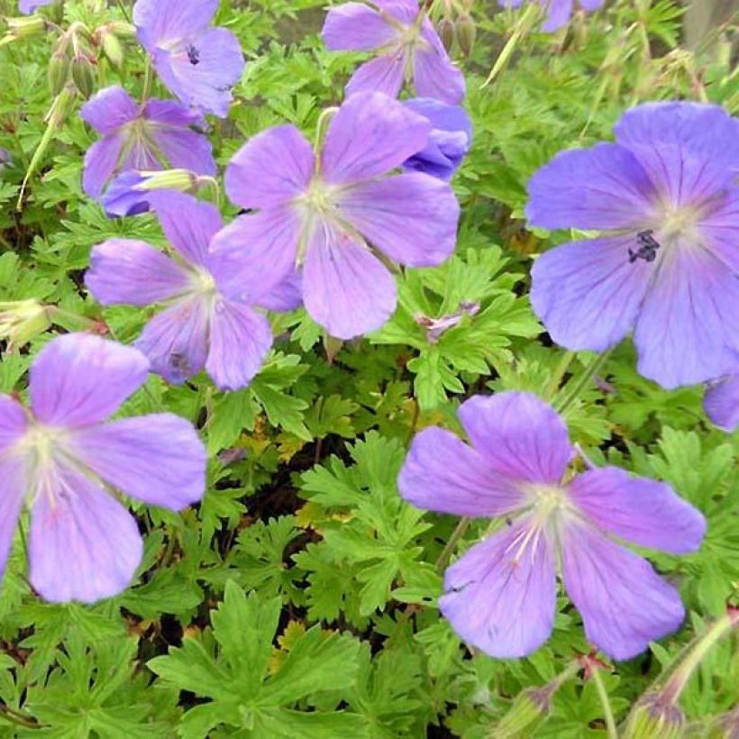 Geranium himalayense Irish Blue - Ooievaarsbek (Foliage)