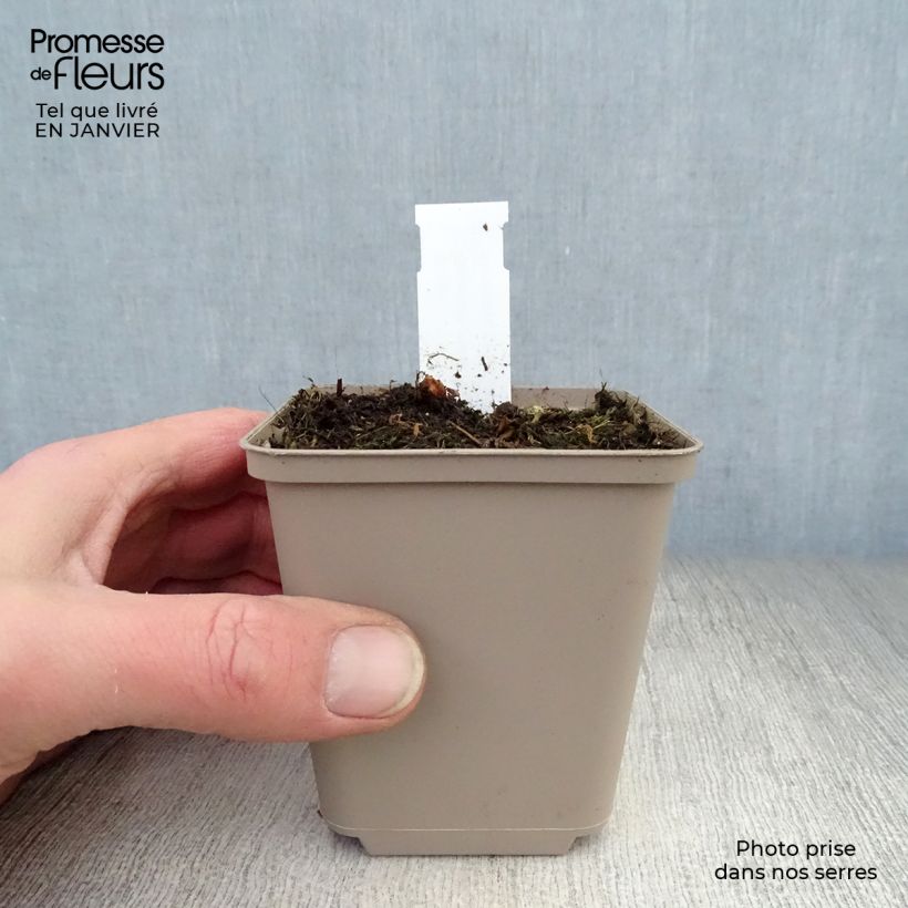 Example of Geranium himalayense Irish Blue - Géranium vivace de l'Himalaya Kweekpotje van 8/9 cm as you get in hiver