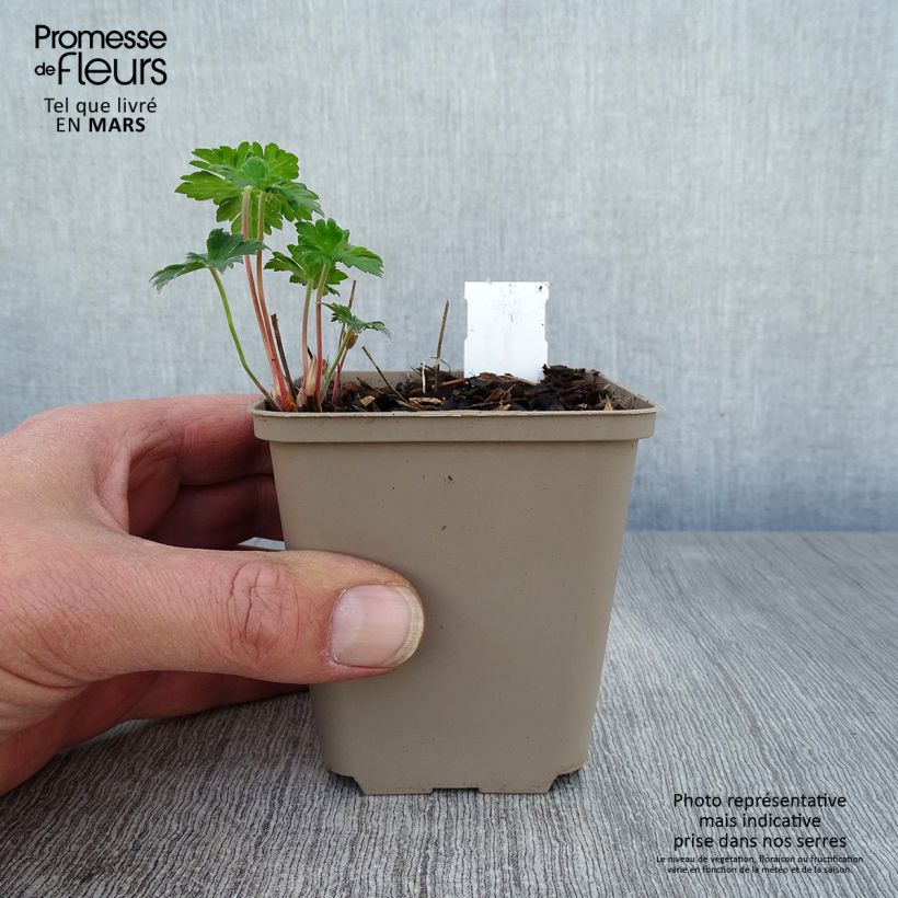 Exemplaar van Geranium himalayense Irish Blue - Ooievaarsbek Kweekpotje van 8/9 cm zoals geleverd in de lente