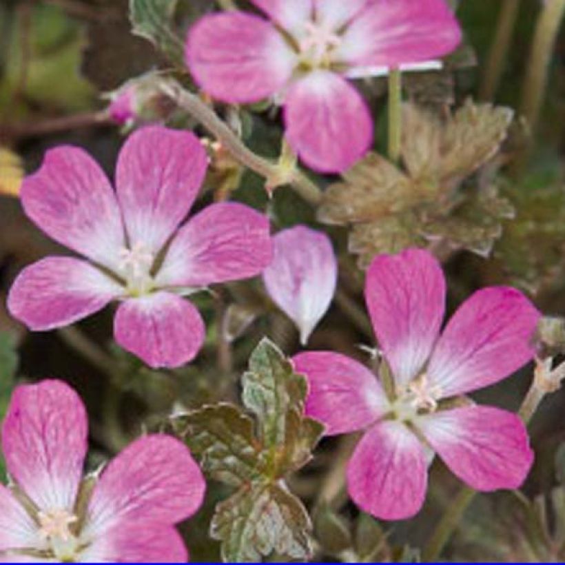 Geranium oxonianum Orkney Cherry - Ooievaarsbek (Flowering)
