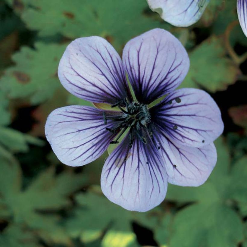 Geranium Salomé - Ooievaarsbek (Flowering)
