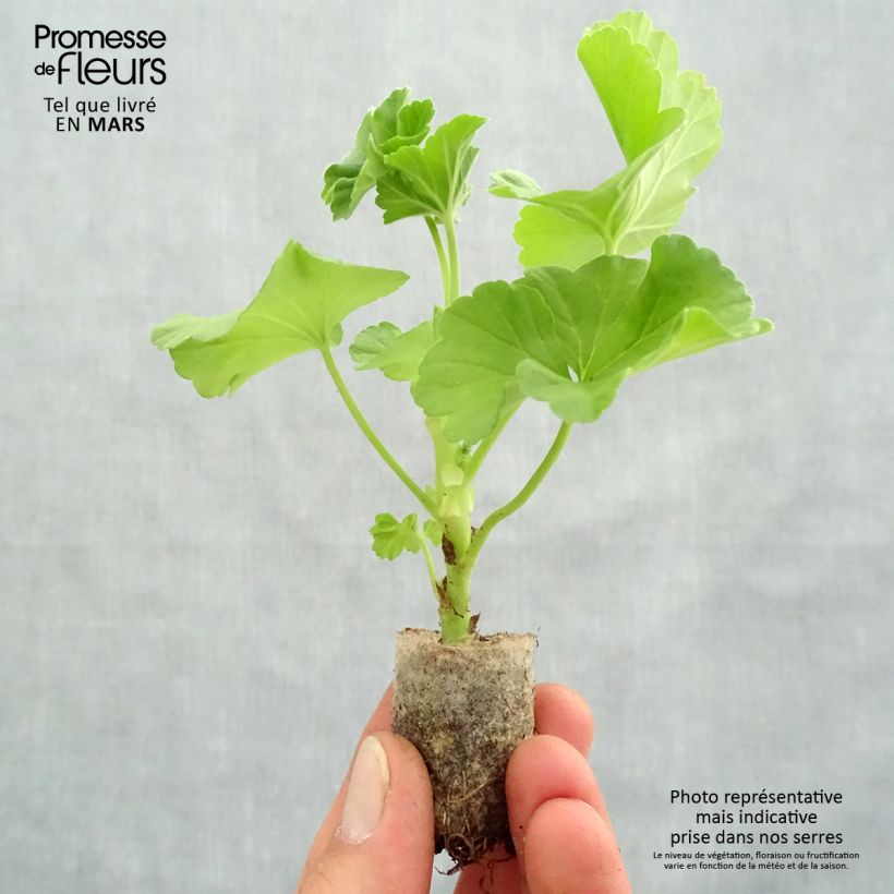 Example of Géranium interspécifique TwoInOne White Mini-mottes  Mini-mot Ø 3/4 cm as you get in printemps