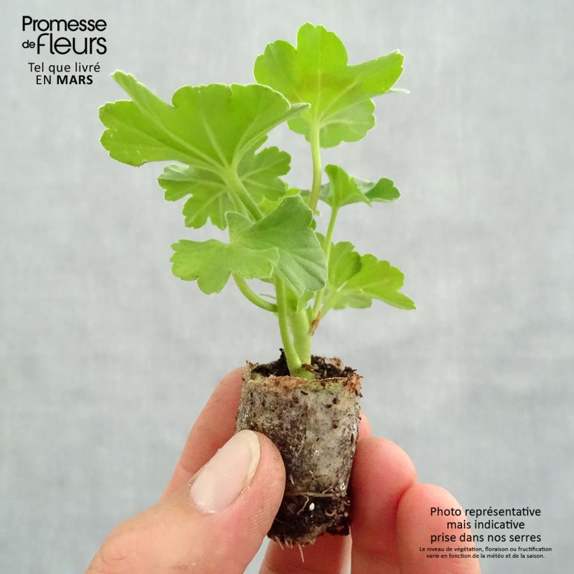 Example of Géranium interspécifique TwoinOne Dark Red - Pelargonium Mini-mot Ø 3/4 cm as you get in printemps