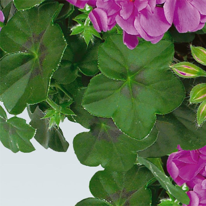 Pelargonium peltatum Amelit - Hanggeranium dubbel (Foliage)