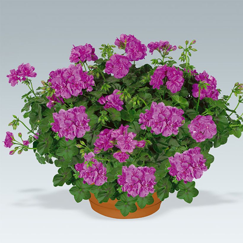 Pelargonium peltatum Amelit - Hanggeranium dubbel (Plant habit)