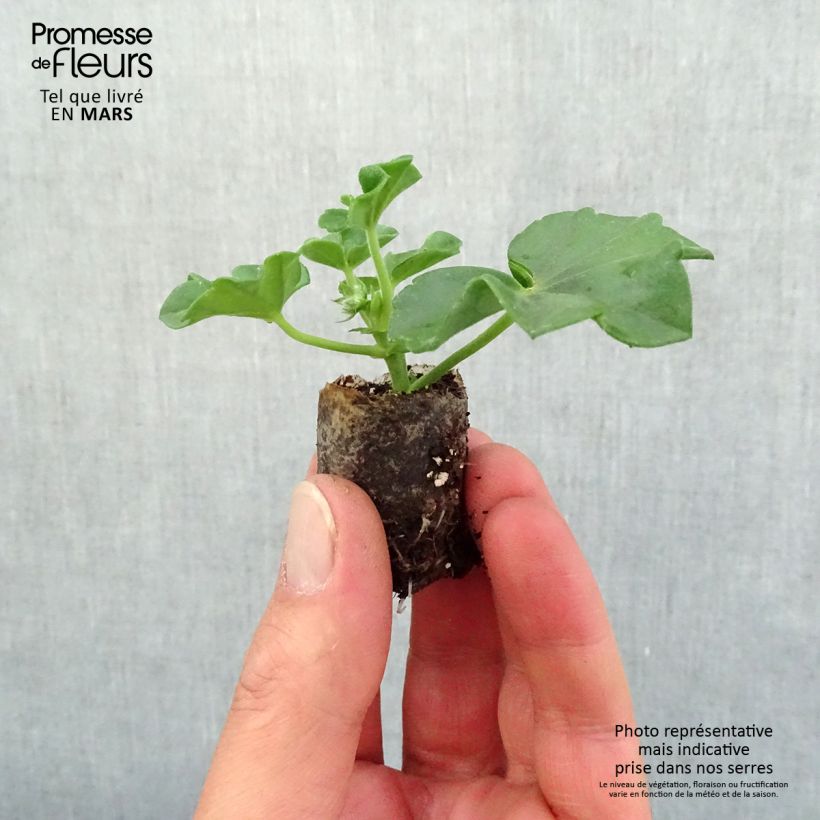 Example of Géranium-lierre Blanche Roche Mini-mot Ø 3/4 cm as you get in printemps