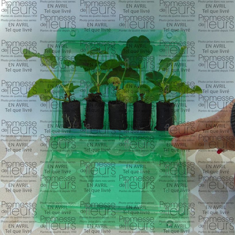 Example of Géranium-lierre double Mexica Tomcat Mini-mot Ø 3/4 cm as you get