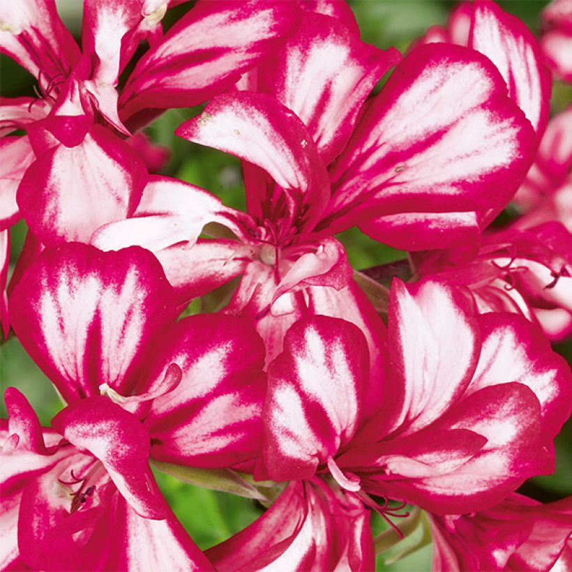 Pelargonium peltatum Mexikanerin - Hanggeranium dubbel (Flowering)