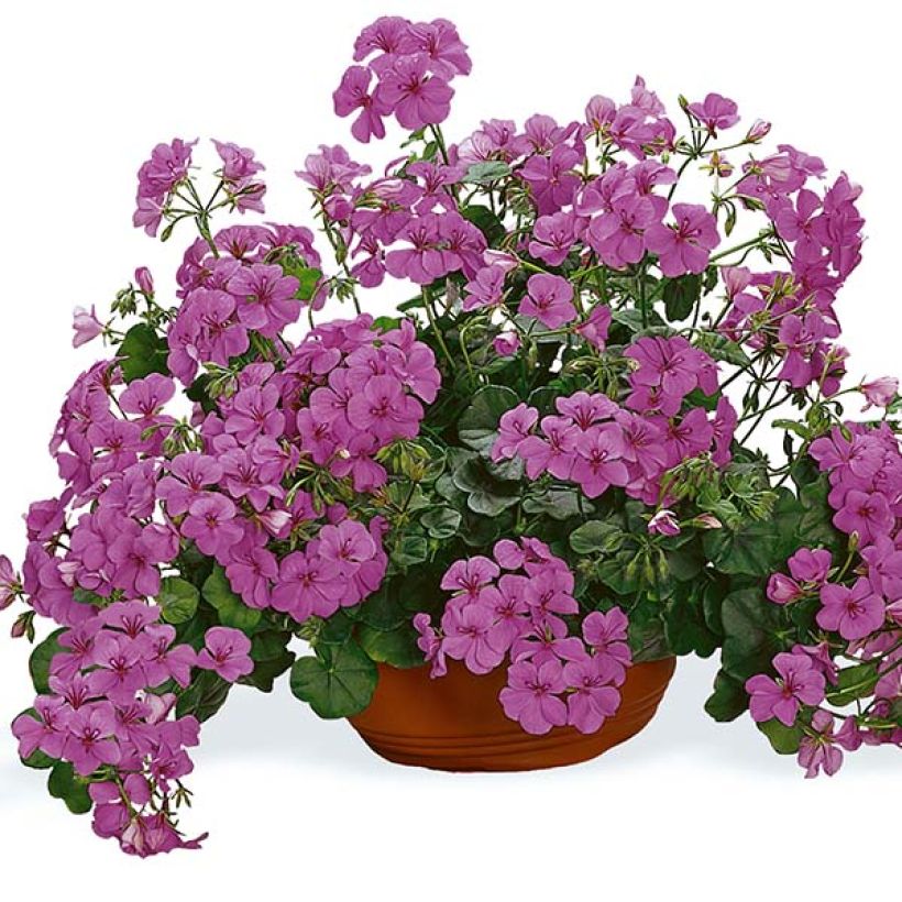Pelargonium peltatum PAC Happy Face Amethyst Improved - Hanggeranium enkel (Flowering)