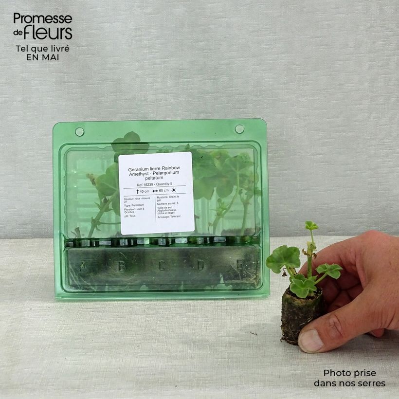 Example of Géranium lierre Rainbow Amethyst - Pelargonium peltatum  Mini-mot Ø 3/4 cm as you get in printemps