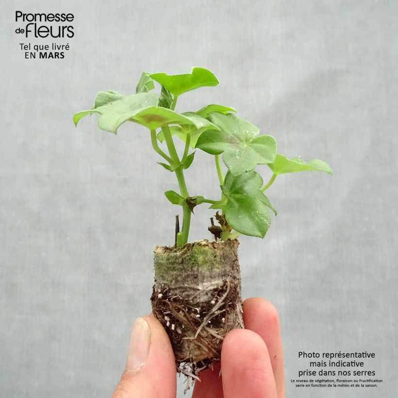 Example of Géranium lierre Rainbow Neon Purple - Pelargonium peltatum Mini-mot Ø 3/4 cm as you get in printemps