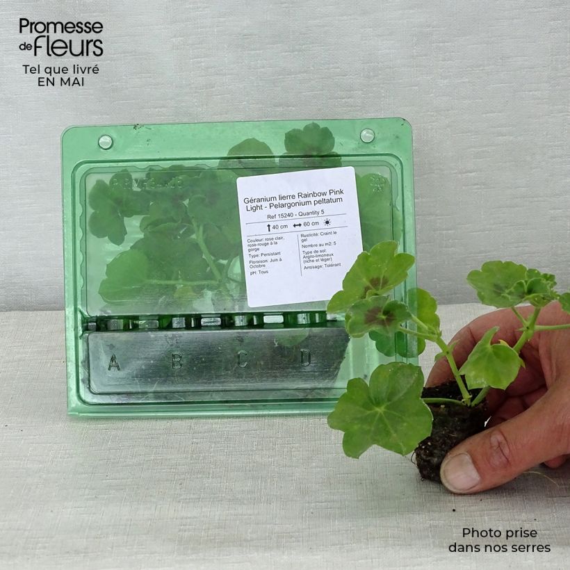 Example of Géranium lierre Rainbow Pink Light - Pelargonium peltatum Mini-mot Ø 3/4 cm as you get in printemps