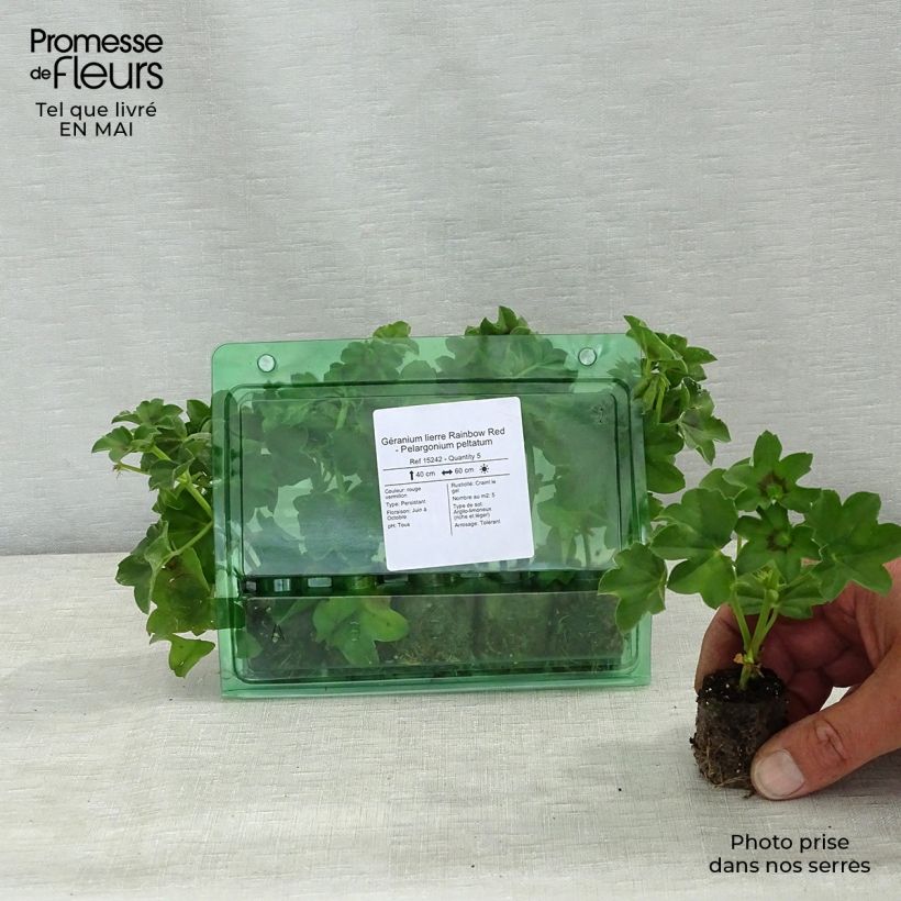 Example of Géranium lierre Rainbow Red - Pelargonium peltatum Mini-mot Ø 3/4 cm as you get in printemps